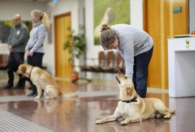 Fotografía de un entrenamiento de perros guía en interior con dos personas y sus perros, uno acostado mirando a su adiestradora y otro sentado junto a otra persona. Espacio con suelo brillante, paredes claras, puertas de madera y decoración sencilla, destacando interacción y atención entre perros y entrenadores.