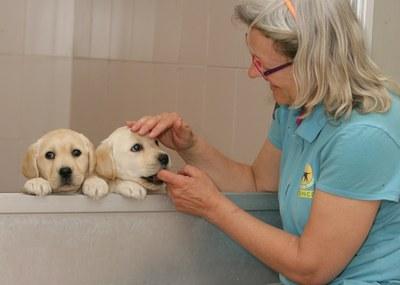 Mujer con dos cachorros