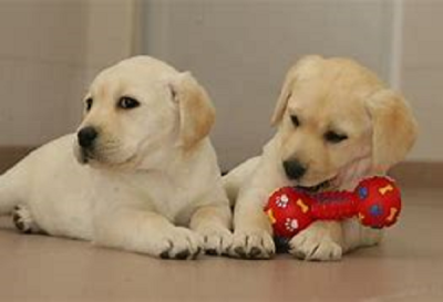 Foto cachorros