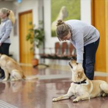 Fotografía de un entrenamiento de perros guía en interior con dos personas y sus perros, uno acostado mirando a su adiestradora y otro sentado junto a otra persona. Espacio con suelo brillante, paredes claras, puertas de madera y decoración sencilla, destacando interacción y atención entre perros y entrenadores.