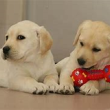  Foto cachorros